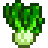 محصول بوك تشوي Bok Choy
